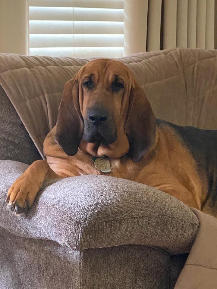 Diane Brandon 🌊🌊🇺🇸🇨🇦 tweet media