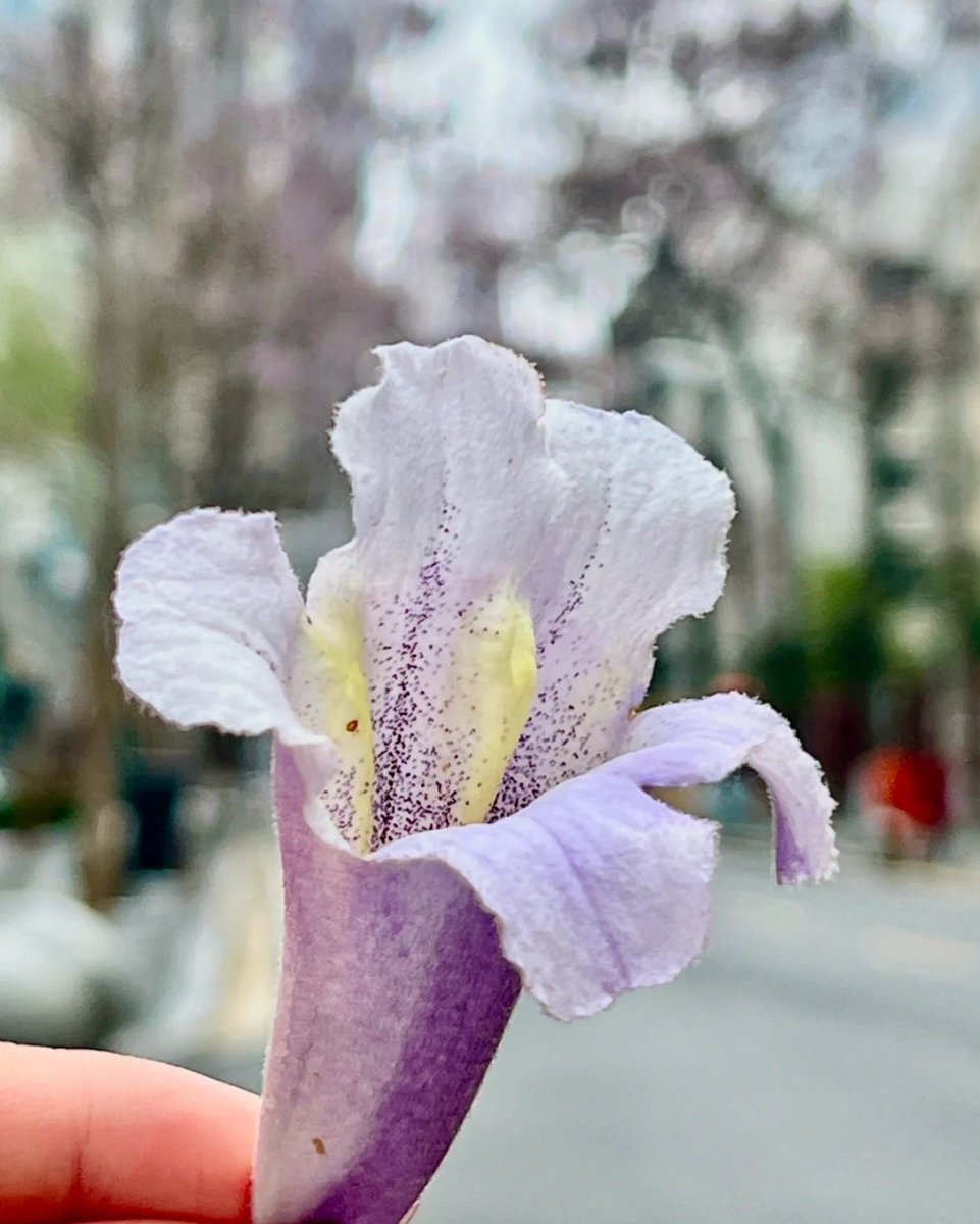 HelloHubei tweet media