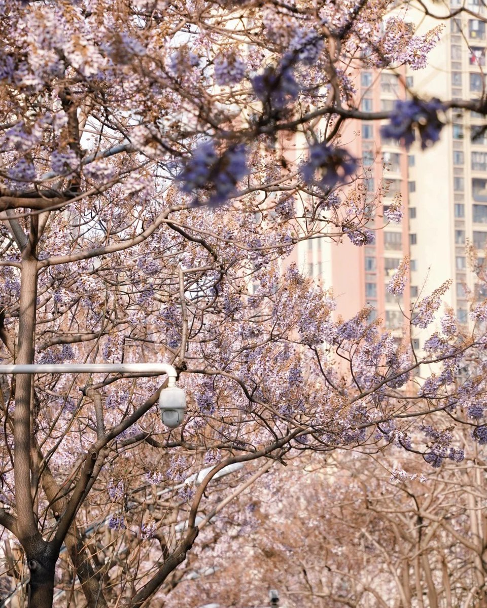 HelloHubei tweet media