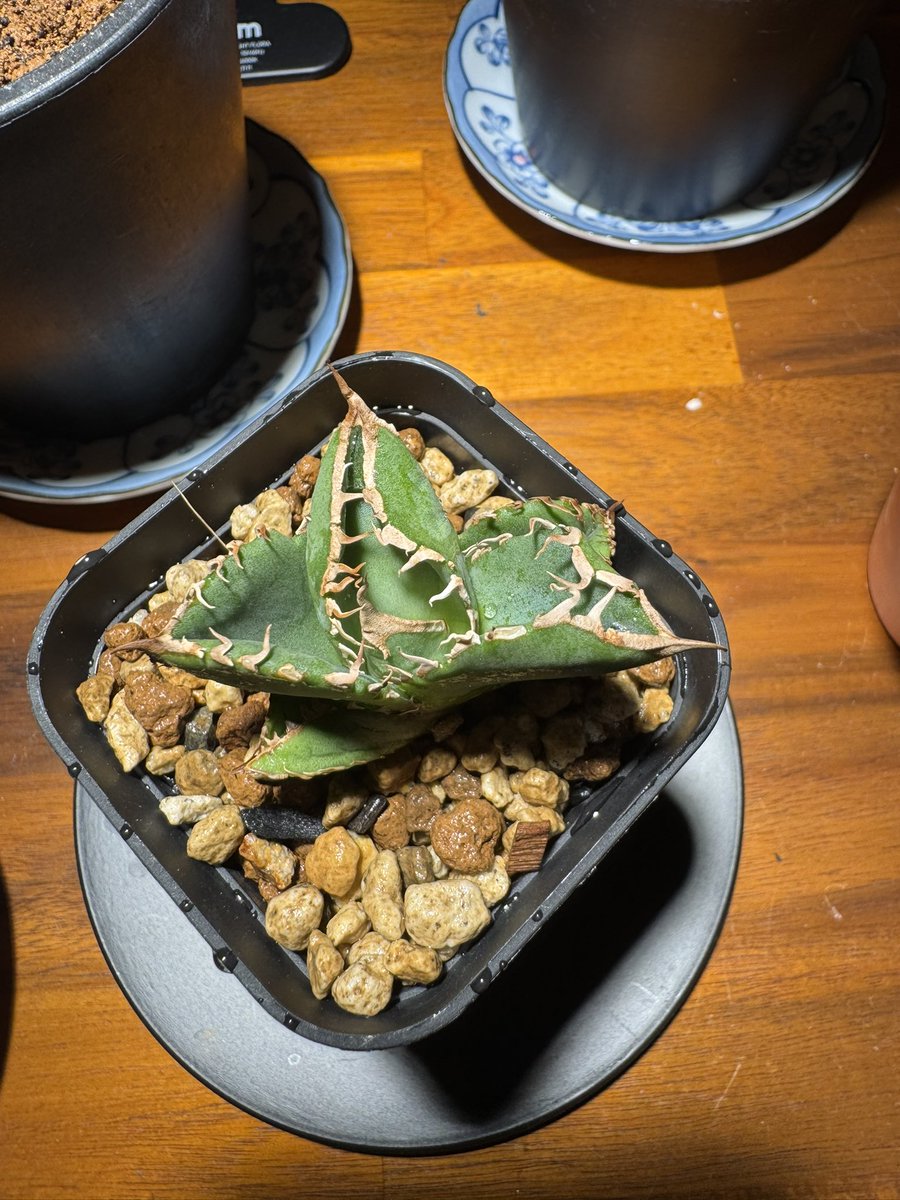 るてん@植物初心者 tweet media