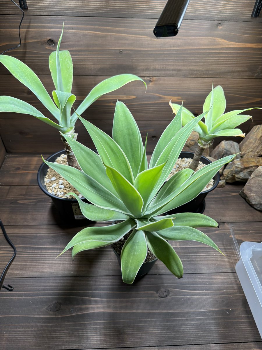 るてん@植物初心者 tweet media