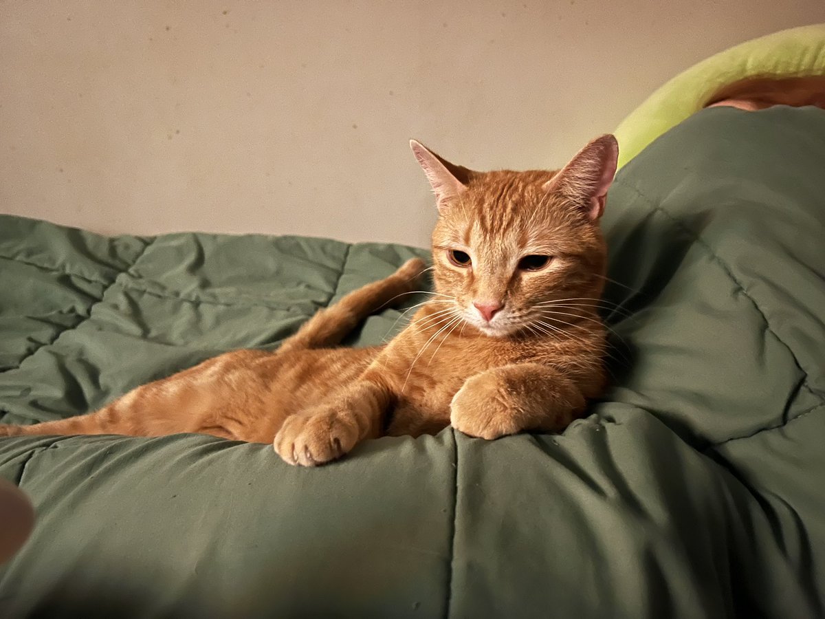 🌈🌷walkup kitties tweet media