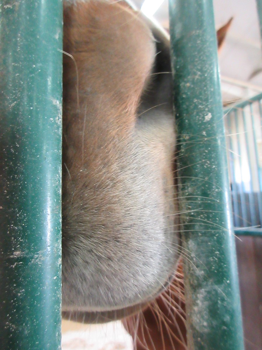 三木ホースランドパーク tweet media