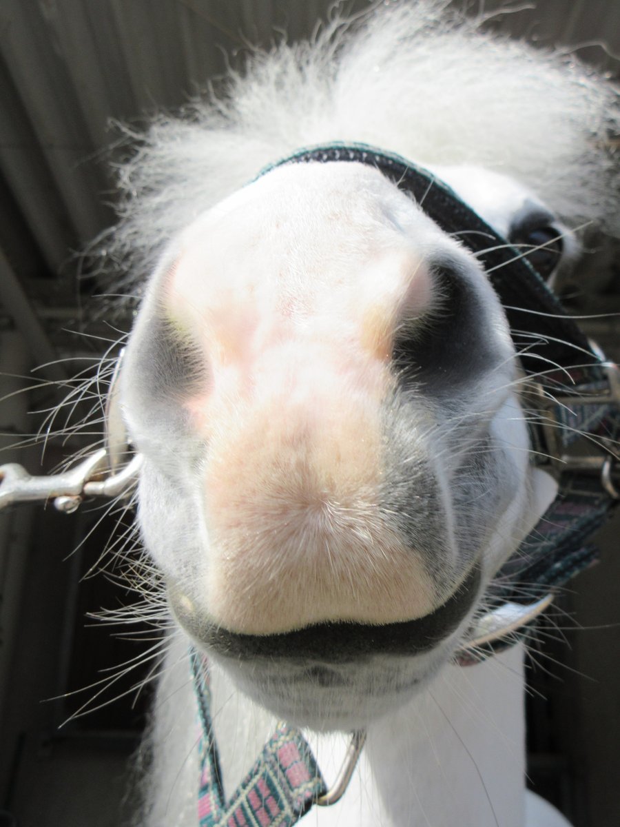 三木ホースランドパーク tweet media