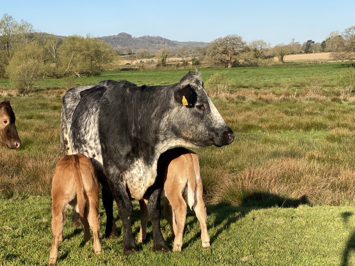 A. R. Peters & Son tweet media