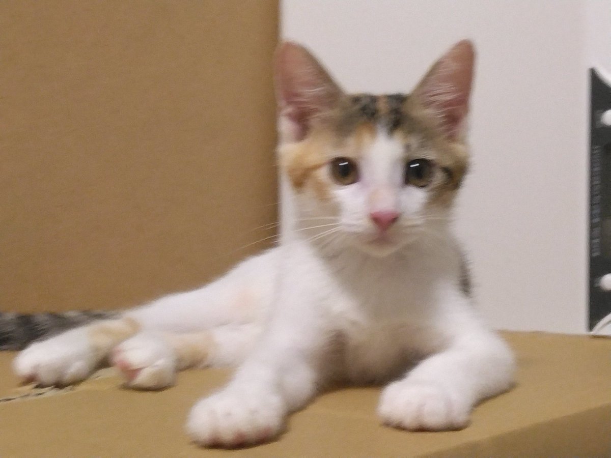 セルゥゥゥゥァァァァァ tweet media