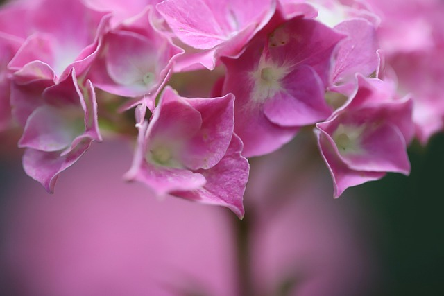 Peter Chapman tweet media