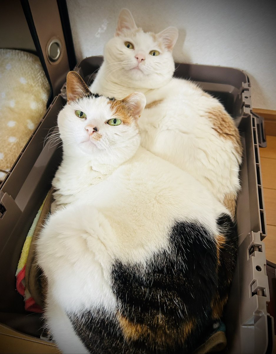 みさとさん tweet media