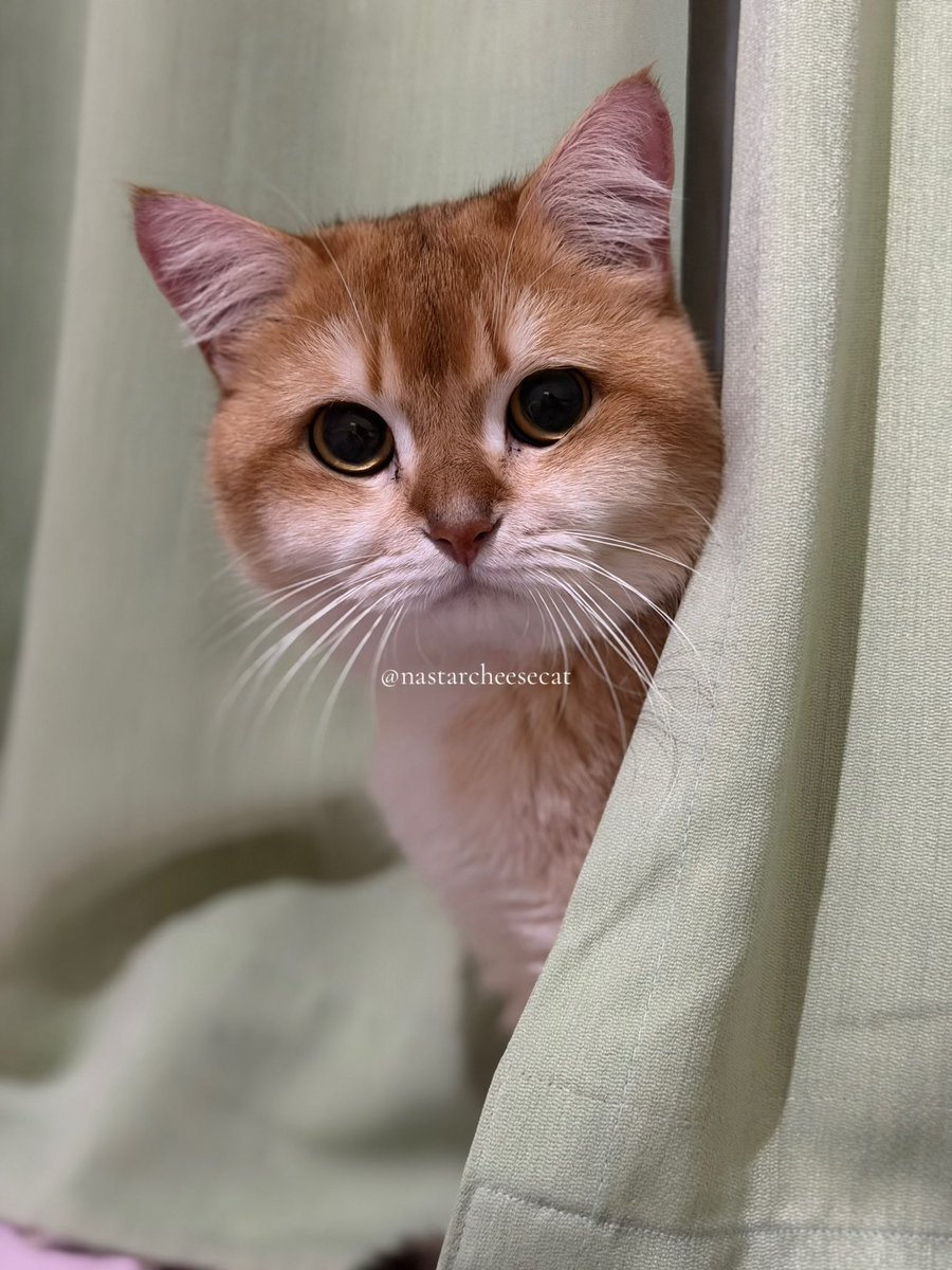 Nastar & Kara tweet media