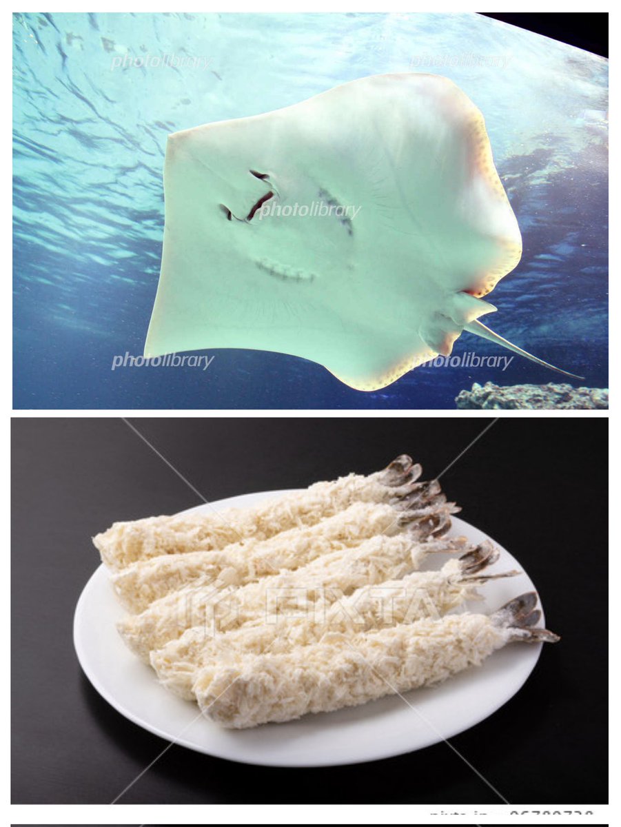 愛ねこささみ tweet media