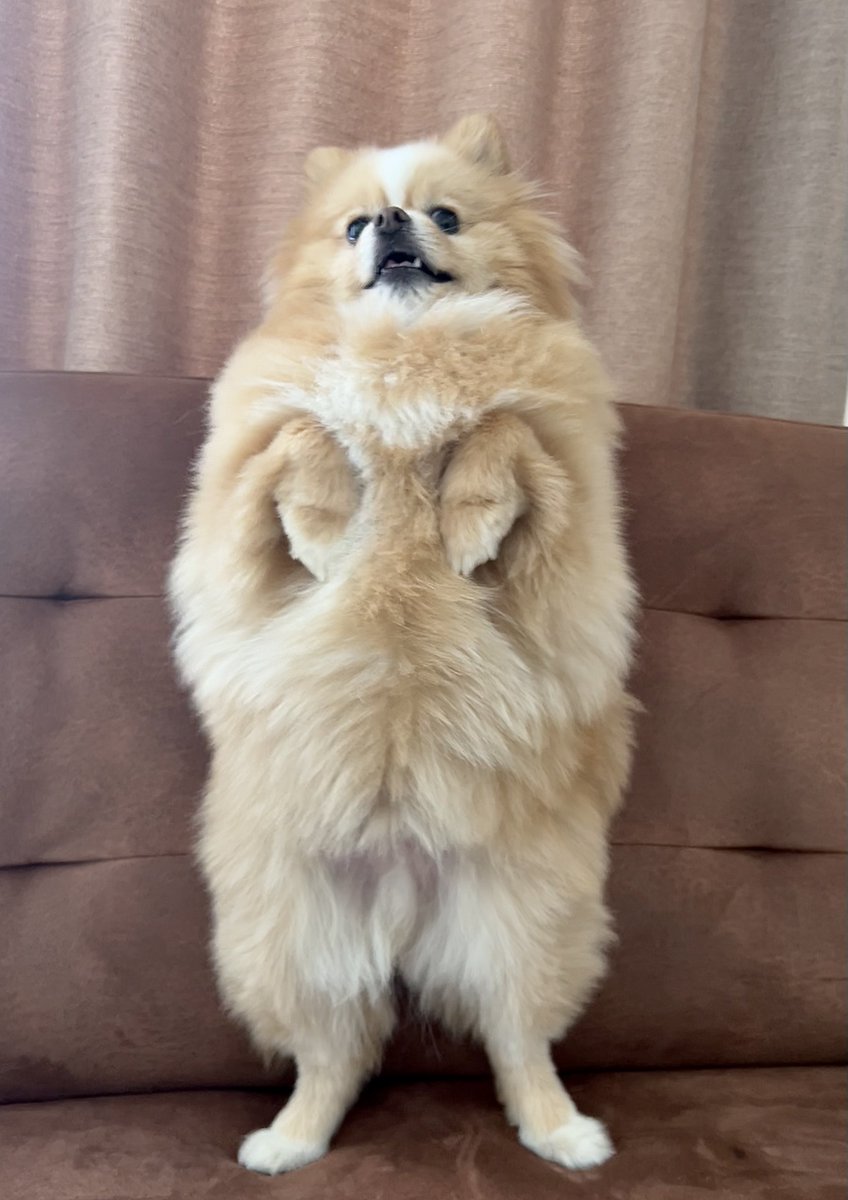 ポメのピカルディ tweet media