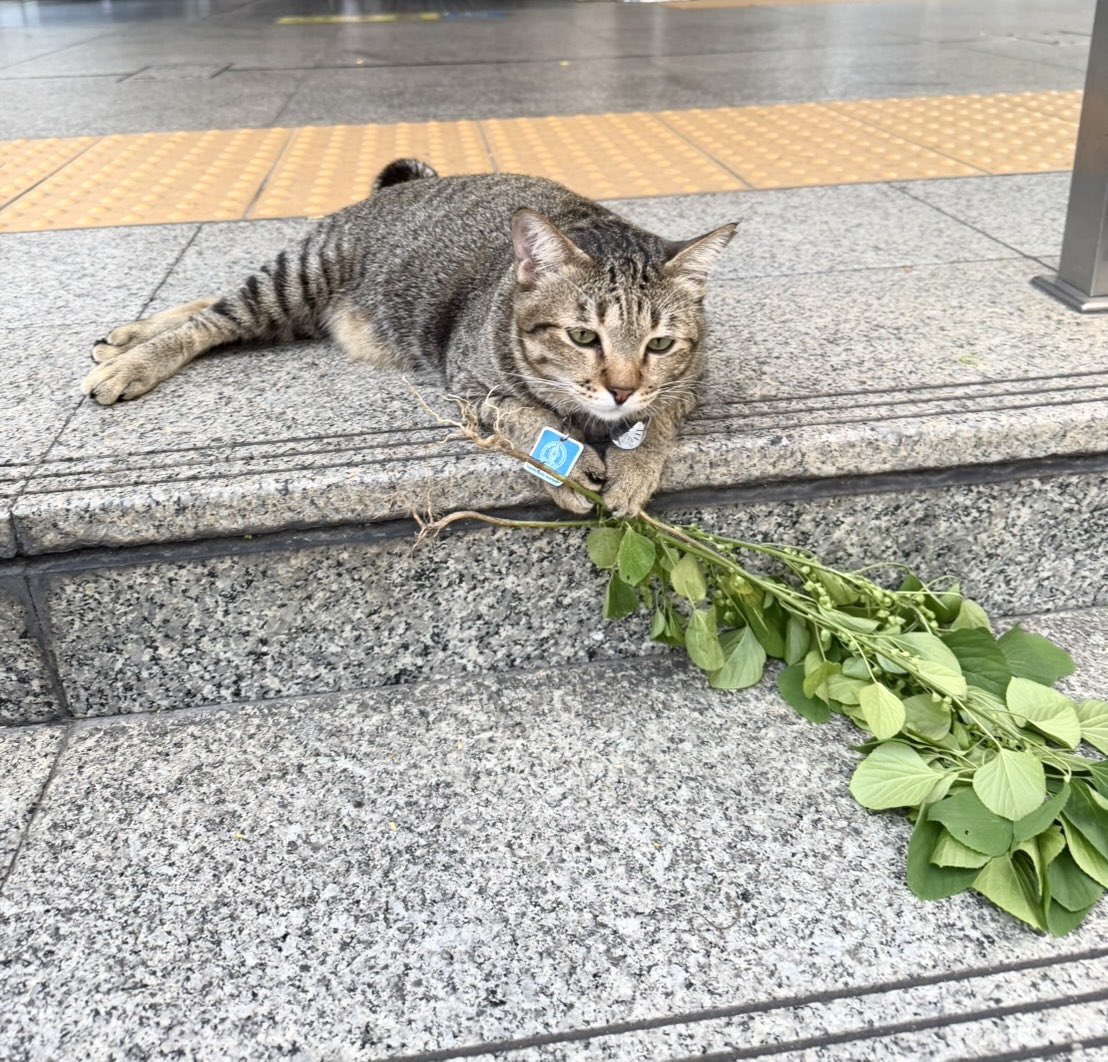 avocadokiki⁷ 💜🐻 KiKi will see tae this year tweet media