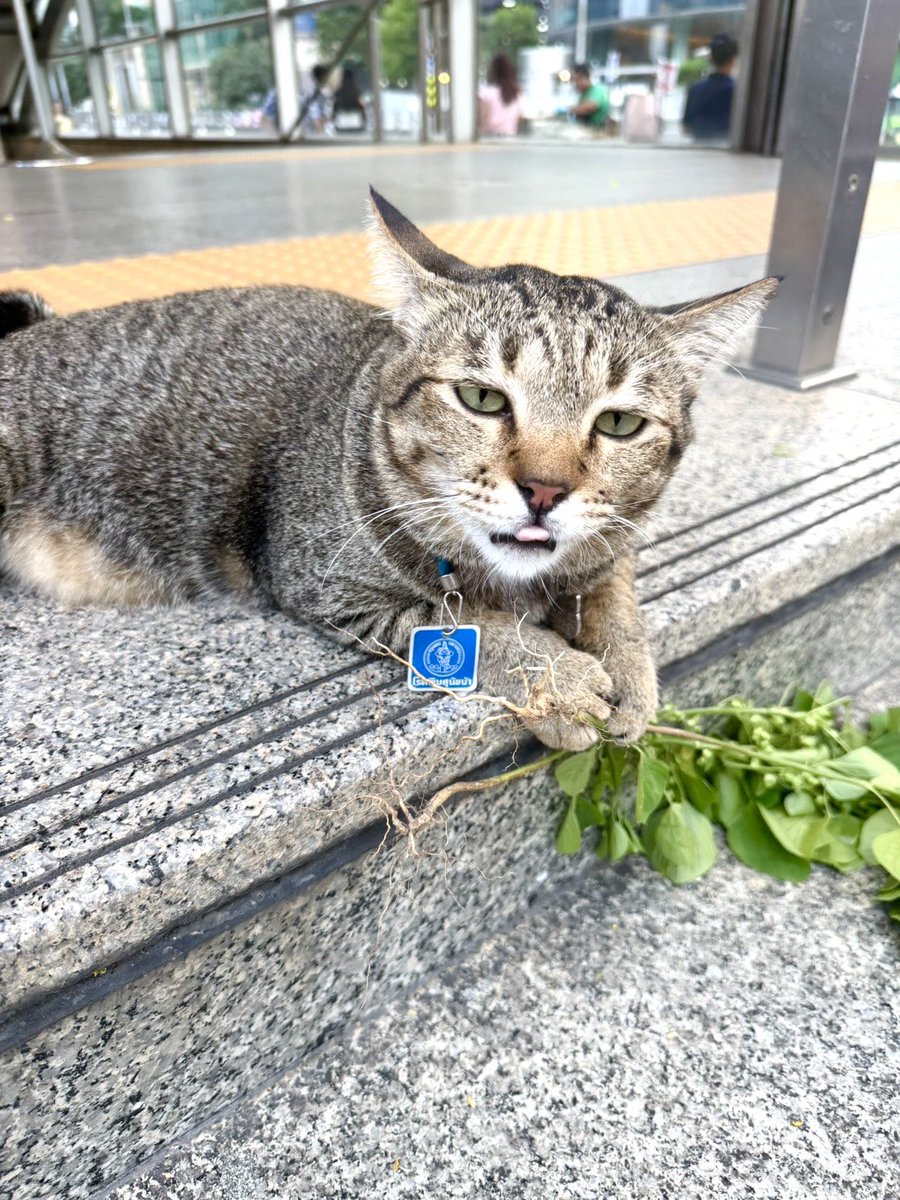 avocadokiki⁷ 💜🐻 KiKi will see tae this year tweet media