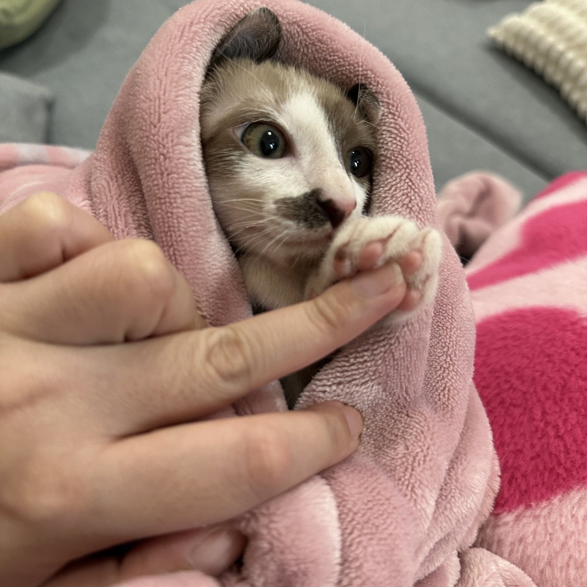 นิชาภาพ tweet media