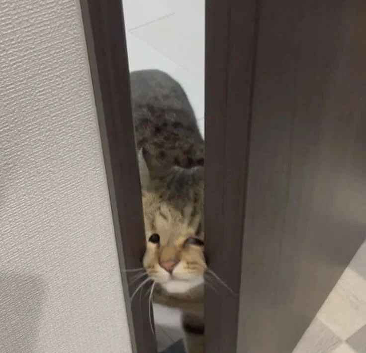 🔻Zizzy🪂 tweet media