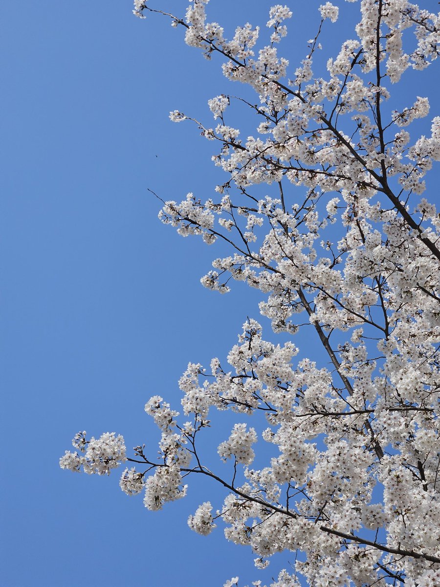 마토파🥟 tweet media