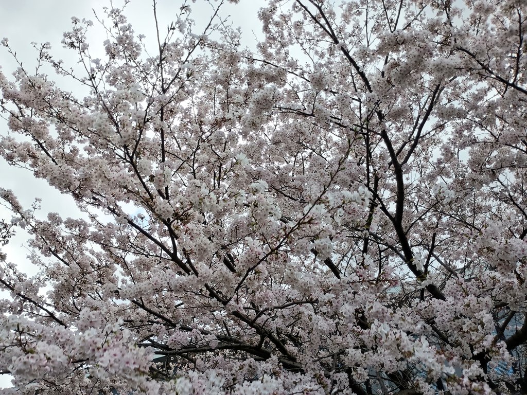 minaduki(минадуки) tweet media