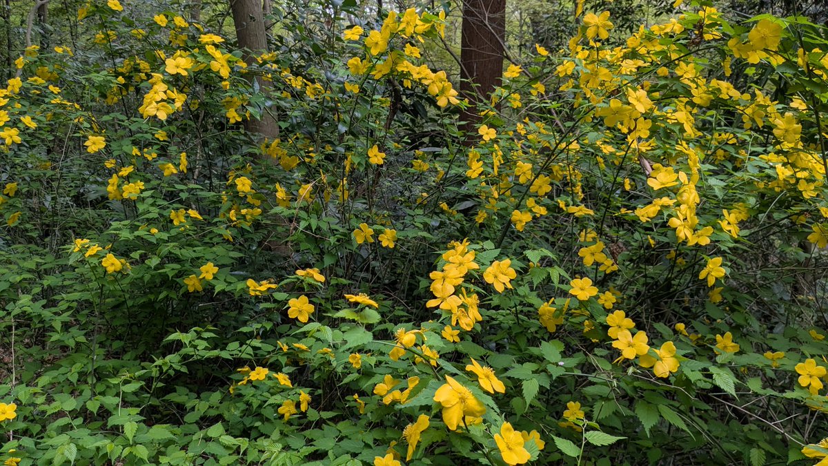 夏樹@🥦の森(眠気覚まし夏樹☕) tweet media