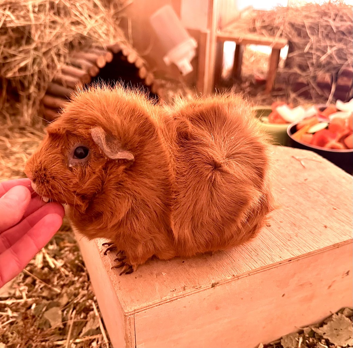 Anna Rebella, the woman, the myth, the legend tweet media