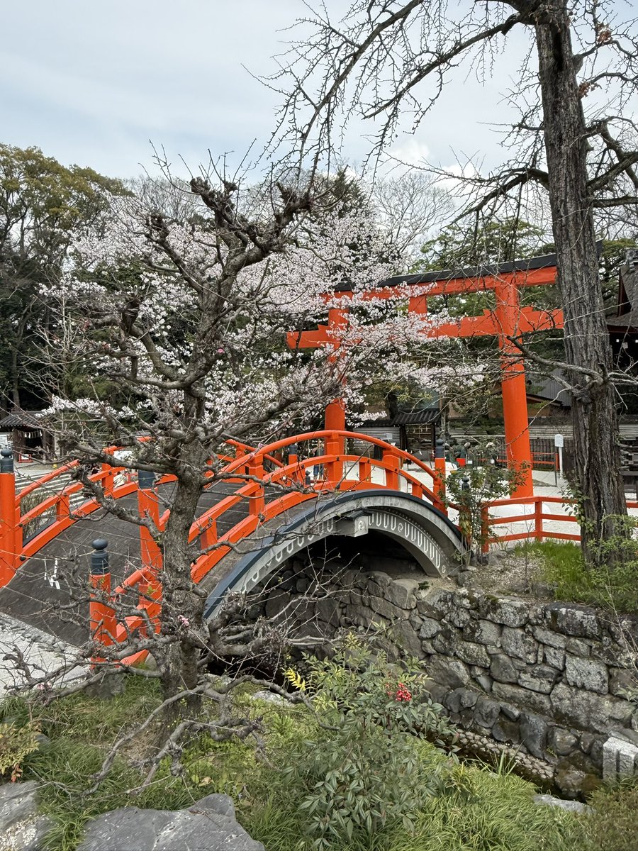 yu091427's tweet photo. 京都の息子の所に旅行＆大掃除に行ってきました🧹
金閣寺、円山公園の桜、下鴨神社、東寺と色々行ってきました😊 https://t.co/XrvC00Zlf3