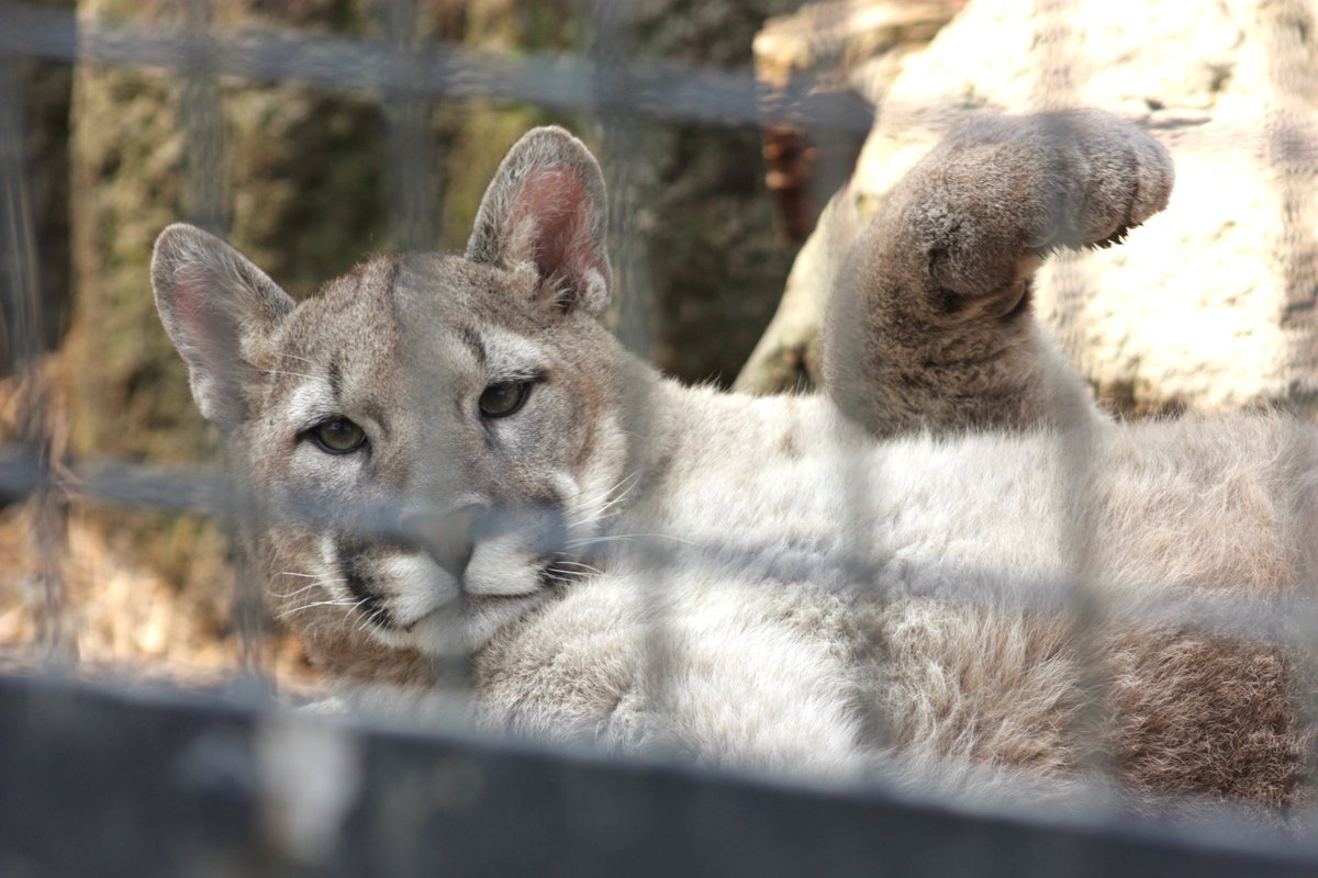 ©やっほーさん 𖤣𖥧𖥣｡𖥧 𖧧 𓃰 tweet media