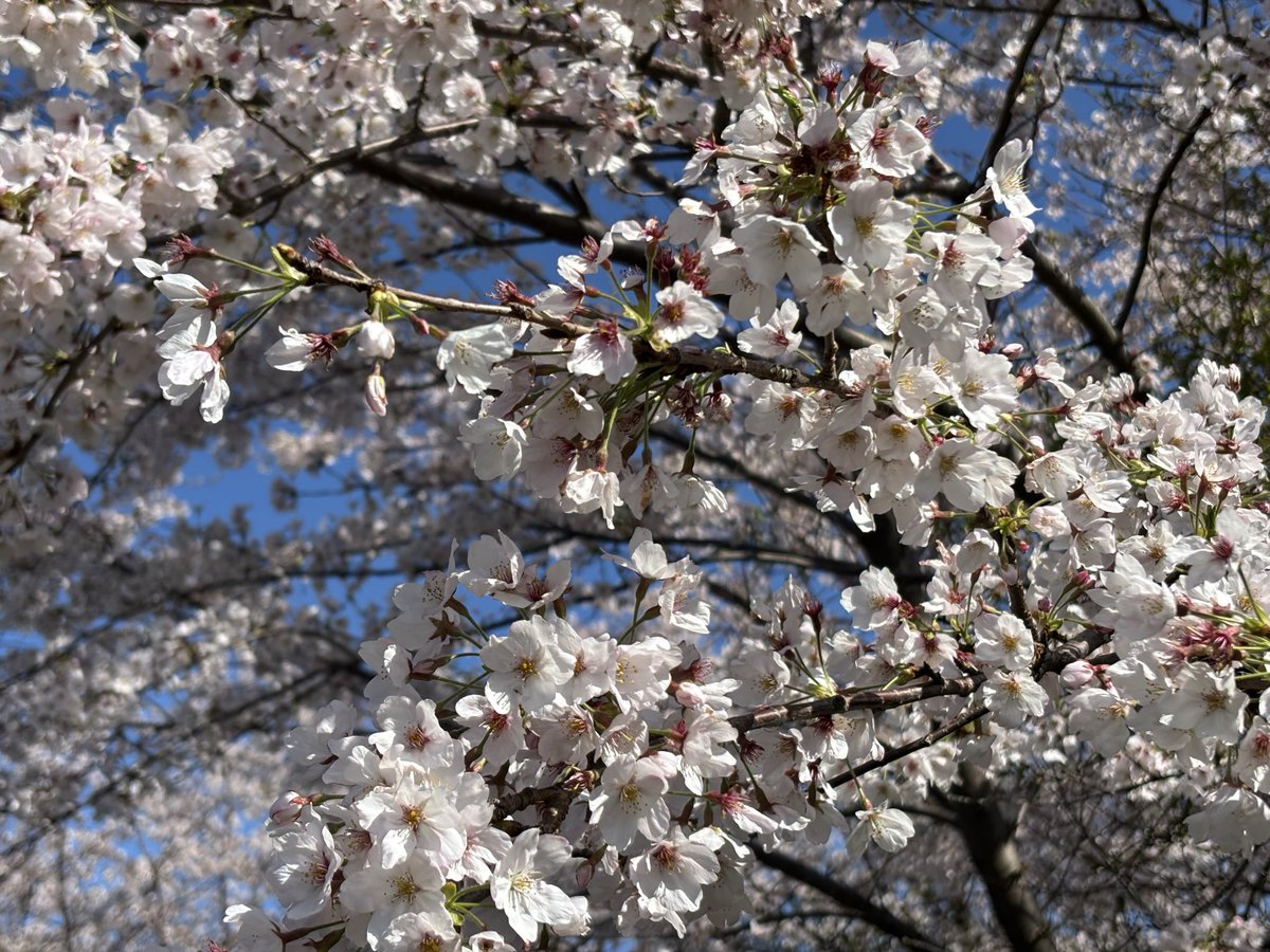 tomoon122's tweet photo. 昨日は伊豆へ行ったので帰りに一夜城へ寄り道。桜も海もお花畑もきれいでした🌸 https://t.co/xrqBPYQuiU