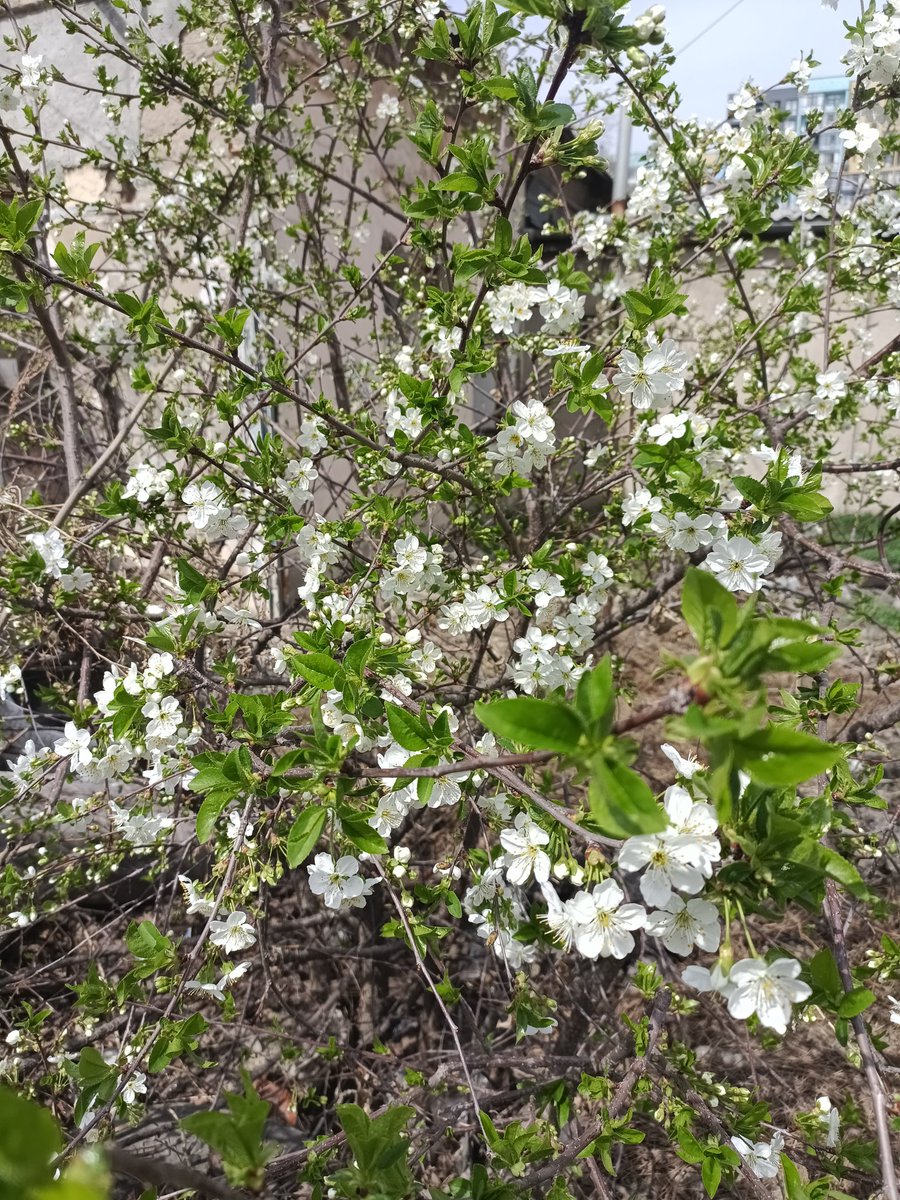 네사이네사 tweet media