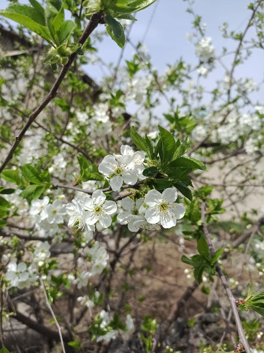 네사이네사 tweet media