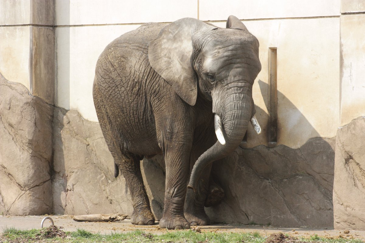 ©やっほーさん 𖤣𖥧𖥣｡𖥧 𖧧 𓃰 tweet media