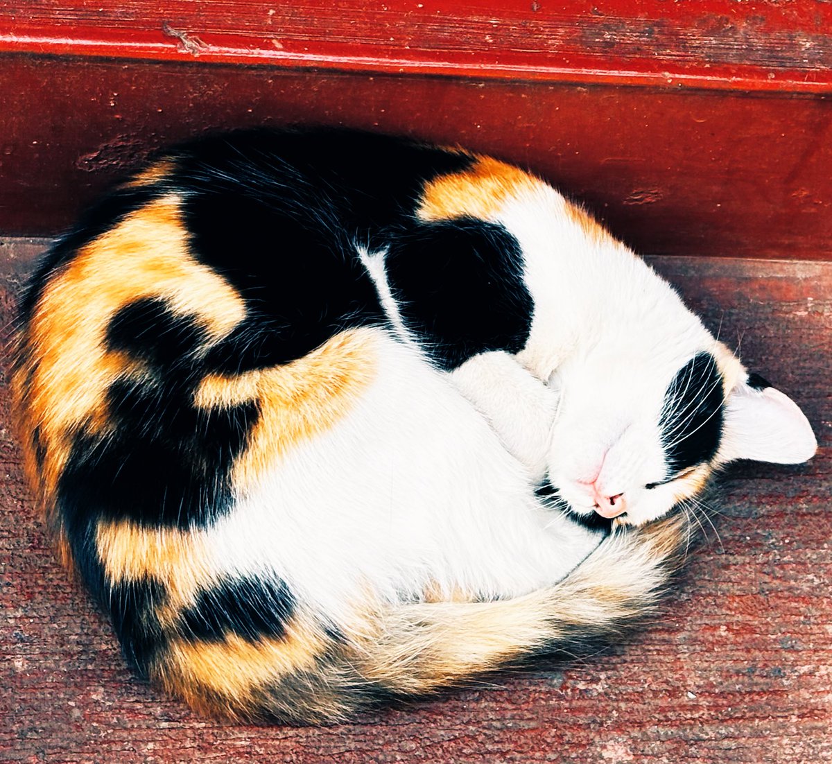 kind avatar tweet media