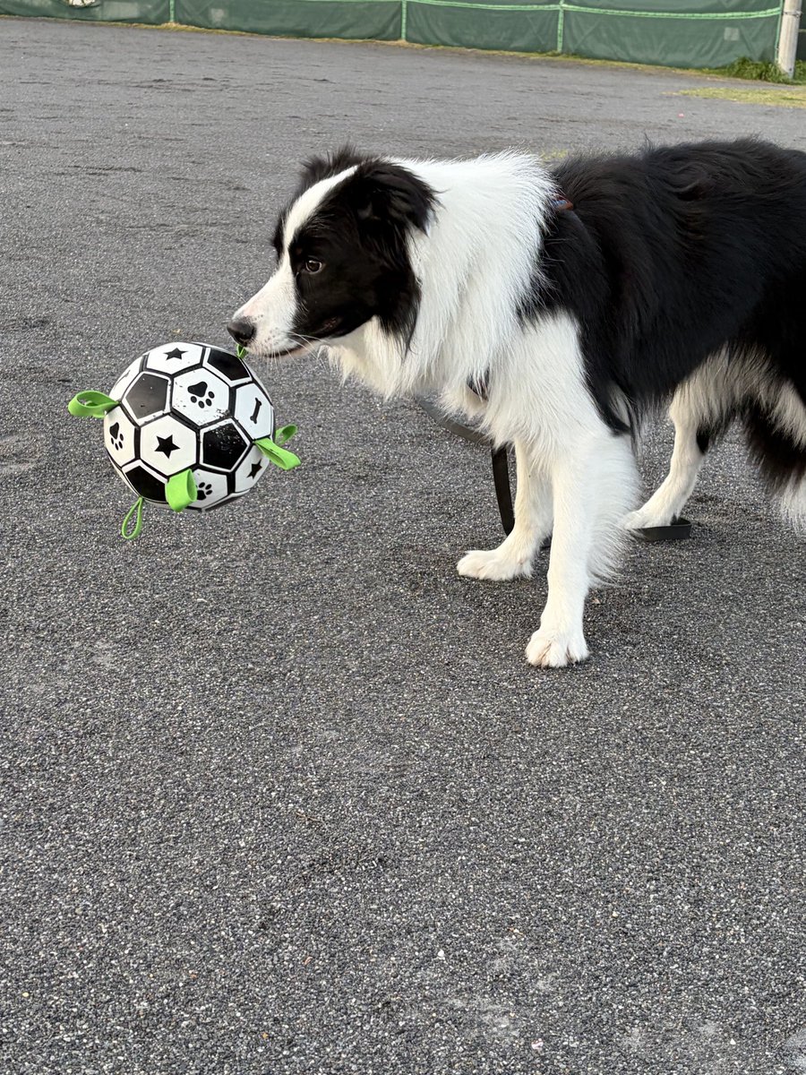 ボーダーコリーのセン tweet media