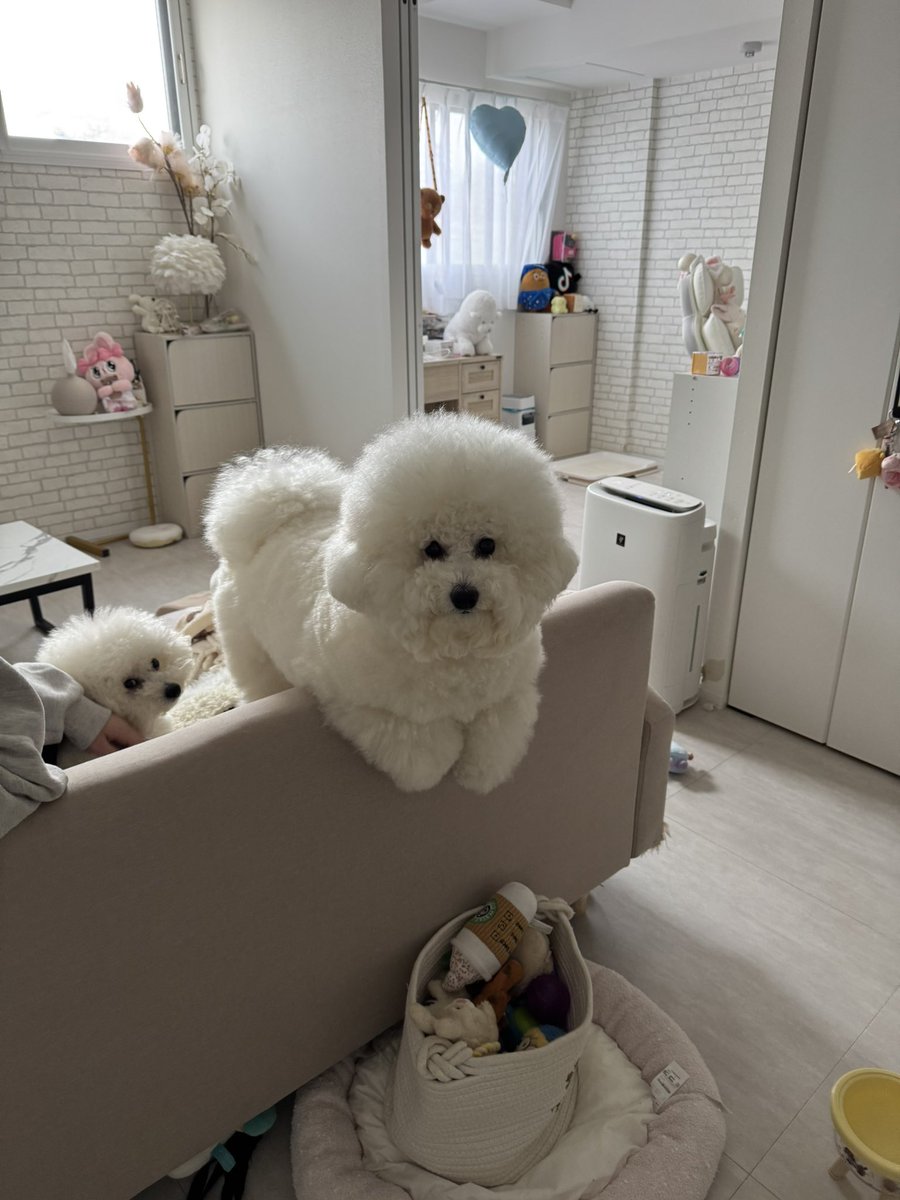 ビションフリーゼのぽむとぷりん☁️🍮 tweet media