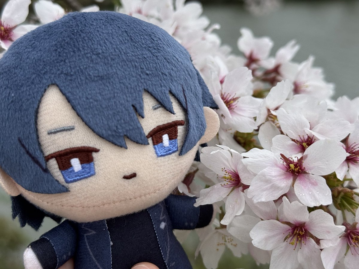 Quarz880's tweet photo. 出かける用事があったので、一条ぬいちゃんと桜🌸️見てきた☺️️
#日常ひらめ https://t.co/LDcmxD72oT