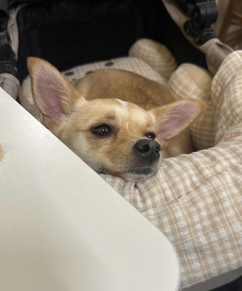 밥푸리 tweet media