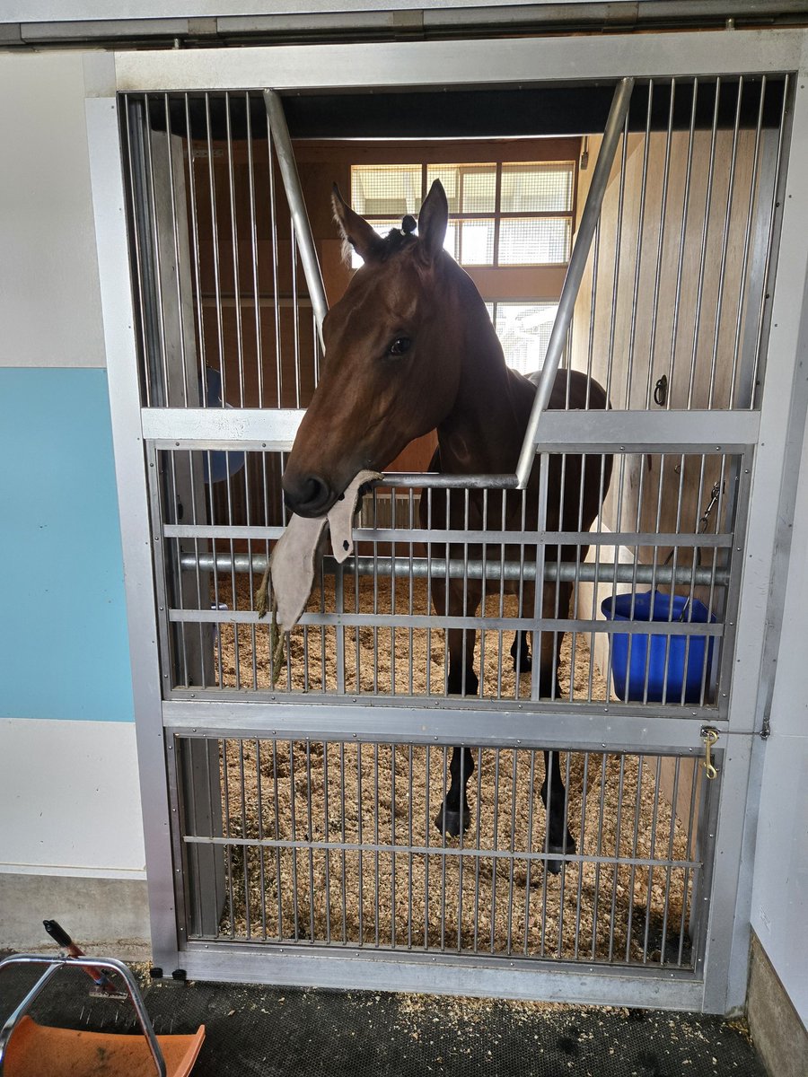 旭日和國 tweet media