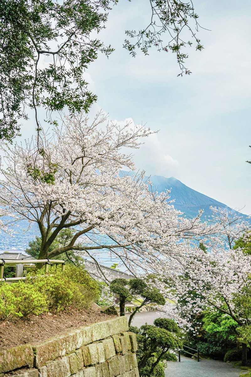 仙巌園公式 tweet media