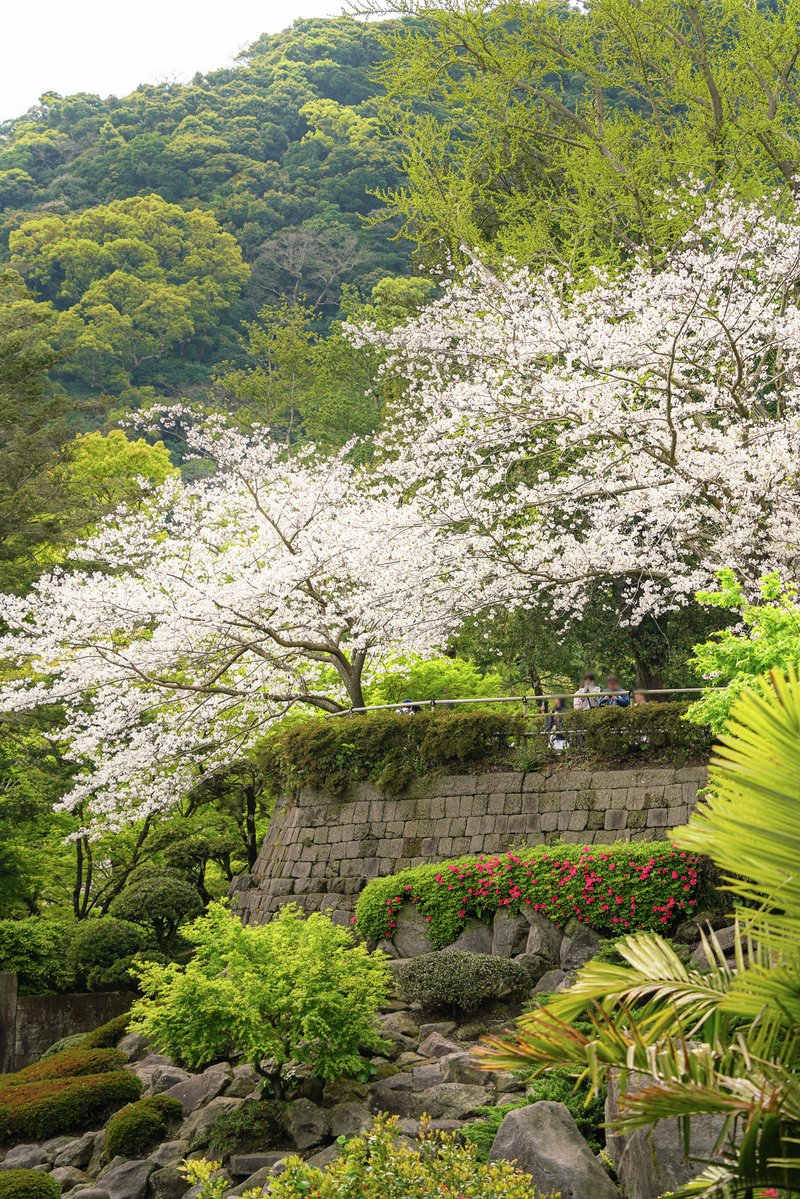 仙巌園公式 tweet media