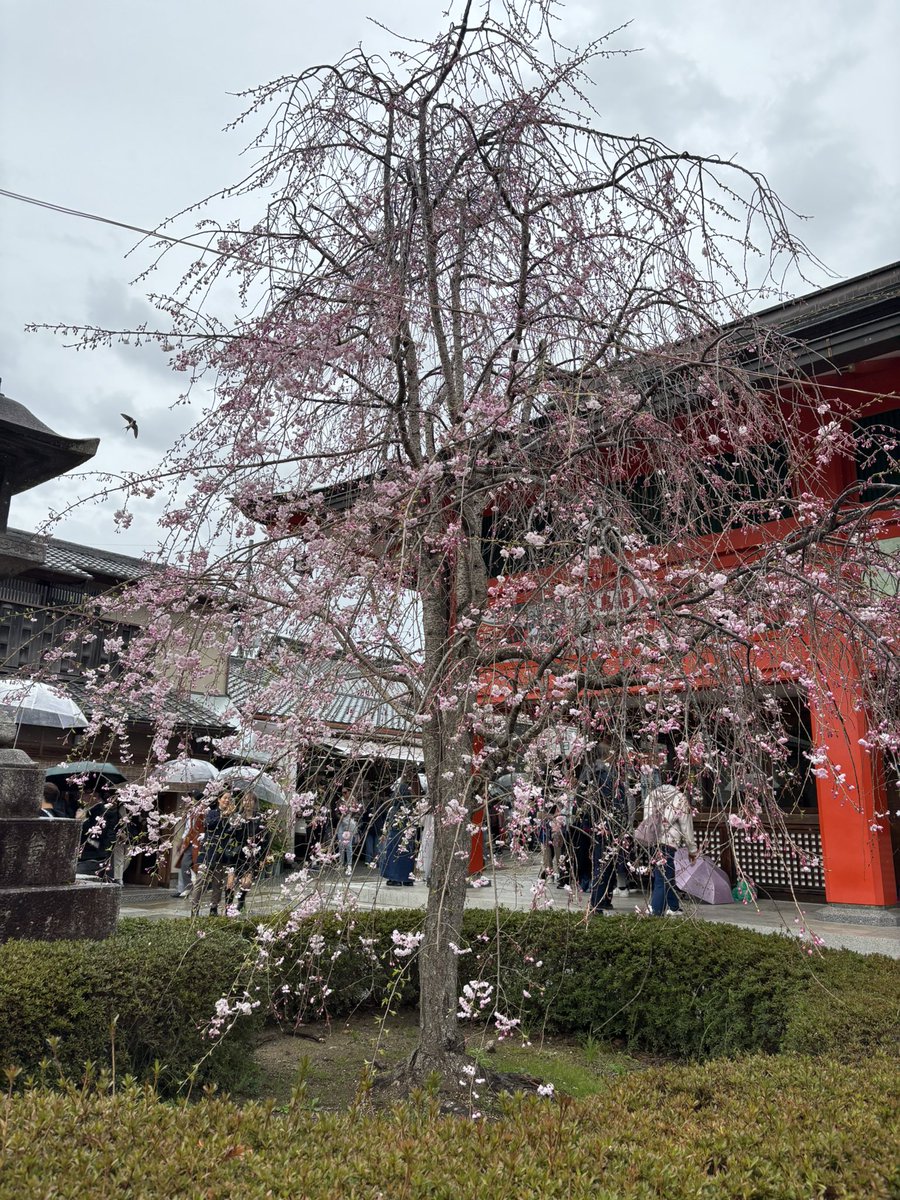 ウサギ tweet media