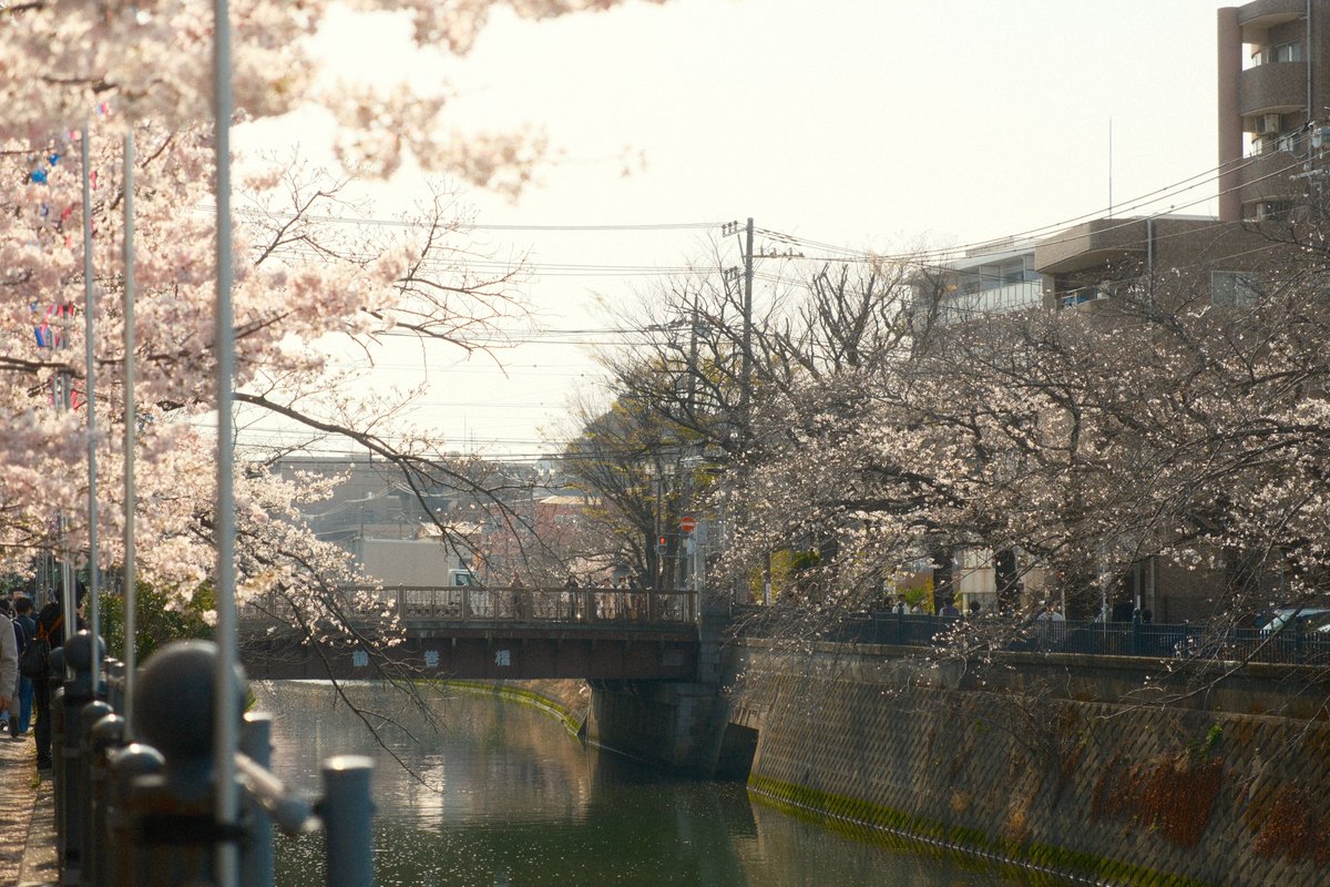 HALOnizm's tweet photo. お花見🌸 https://t.co/pswUfwP5RE