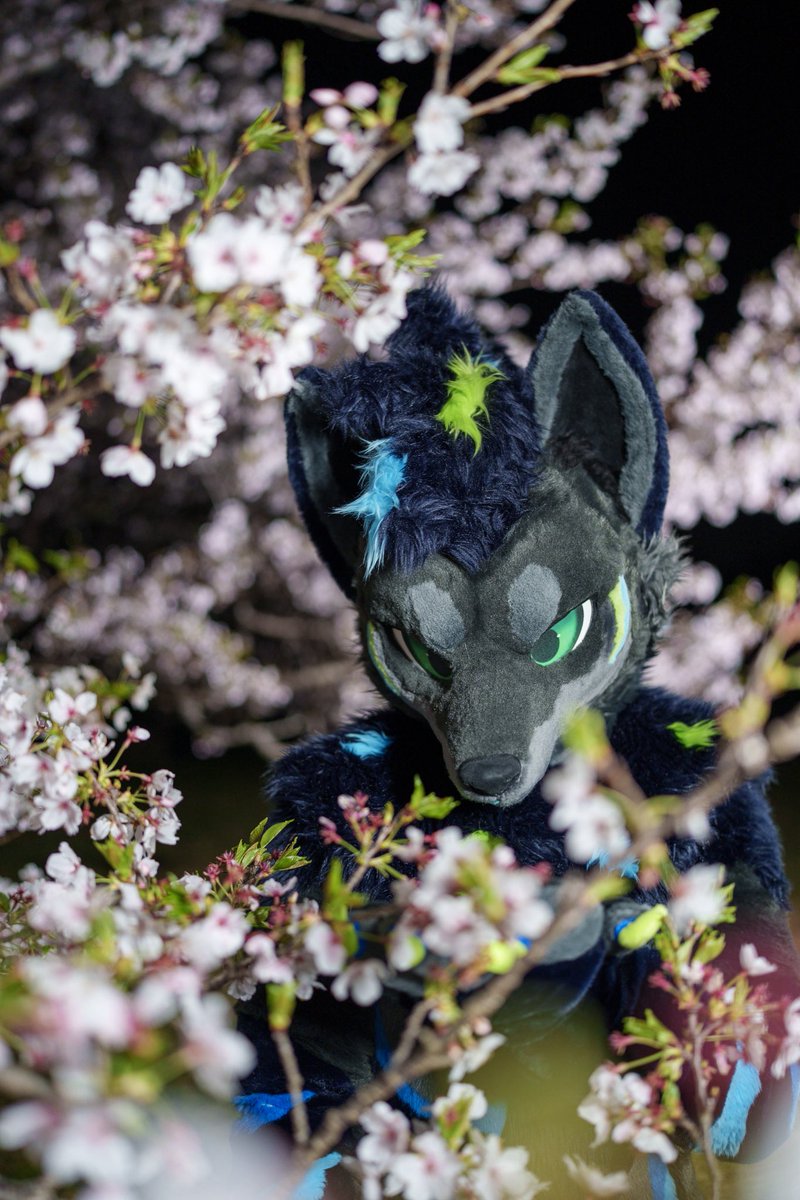 キテレツ tweet media