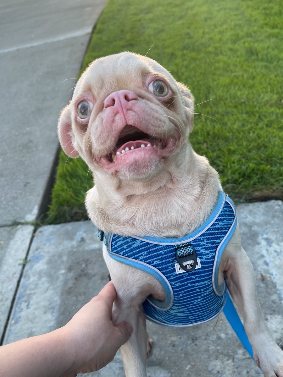 Annalea 🪷🐝🌻 tweet media