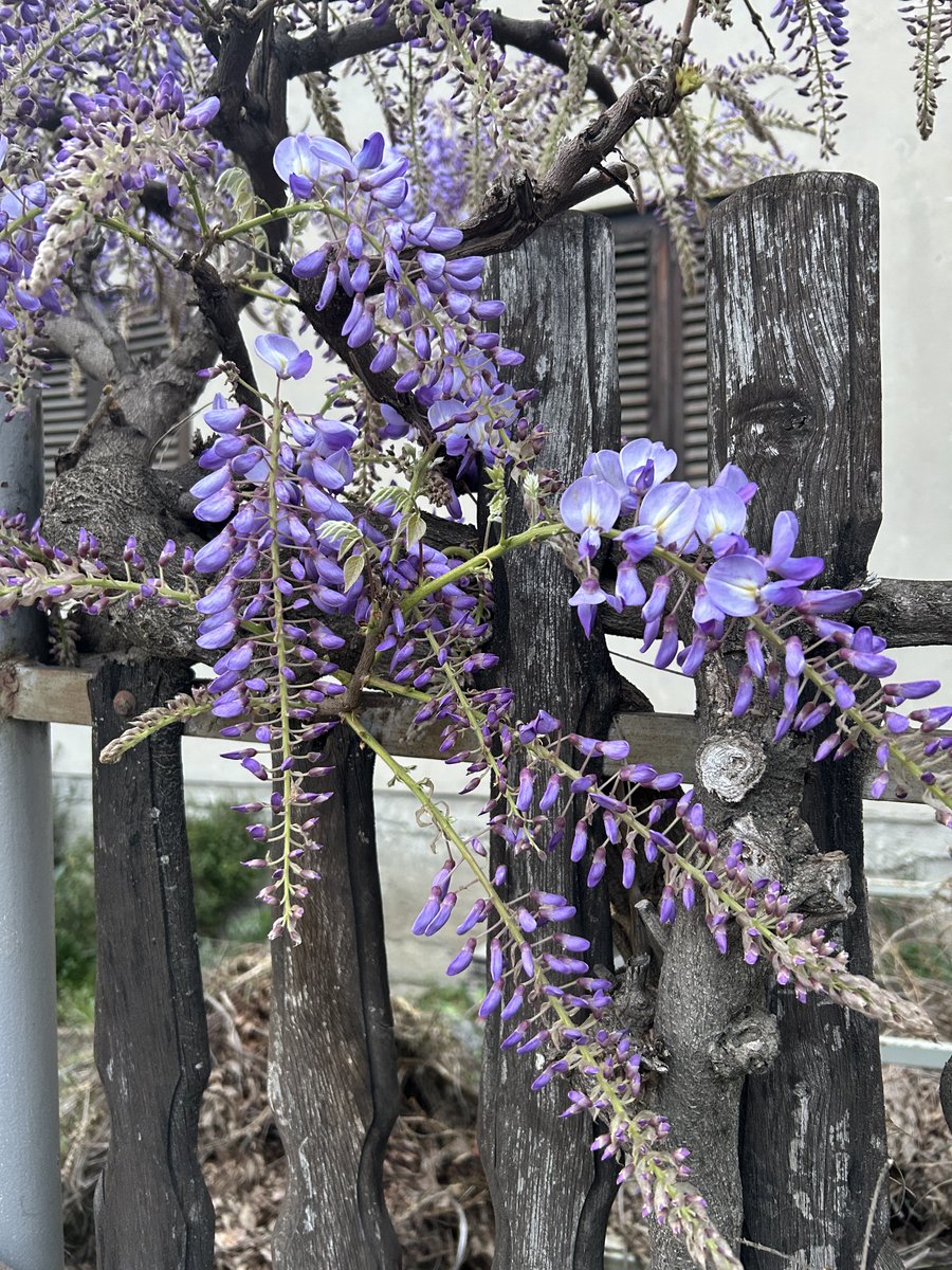 sara pupic tweet media