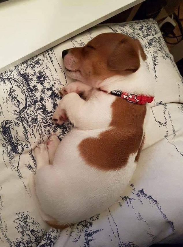 Tweets of Dogs tweet media