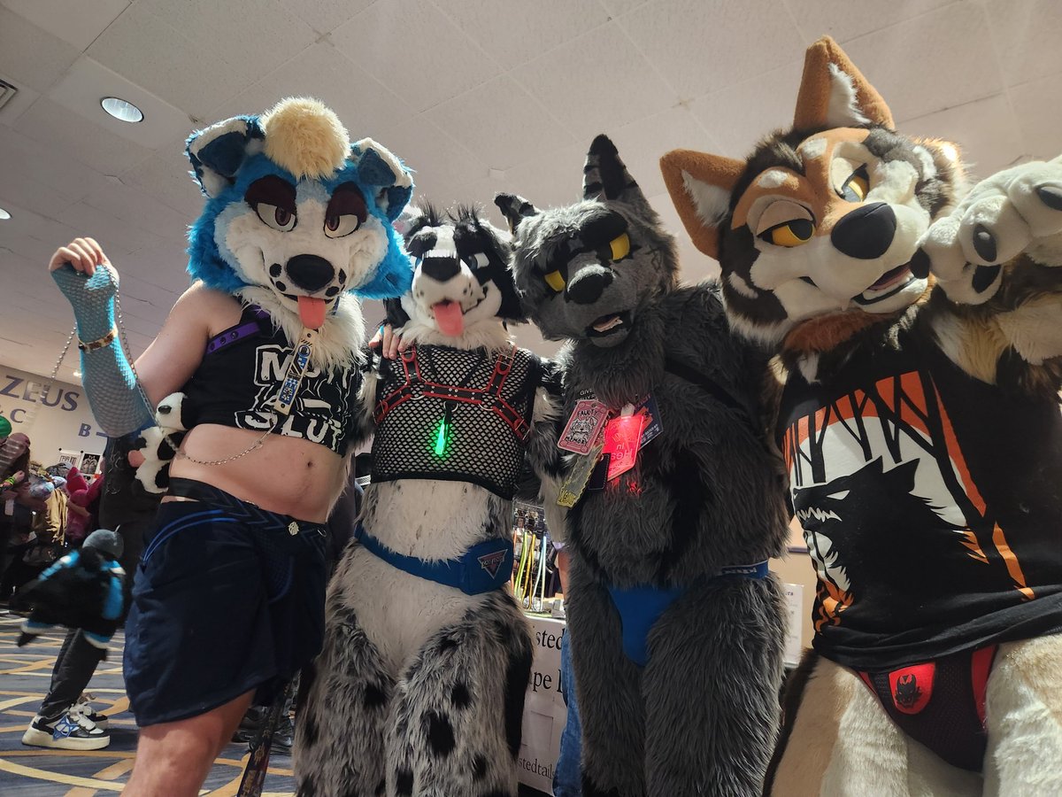 Zapp FoxCollie 🔜 LVFC tweet media