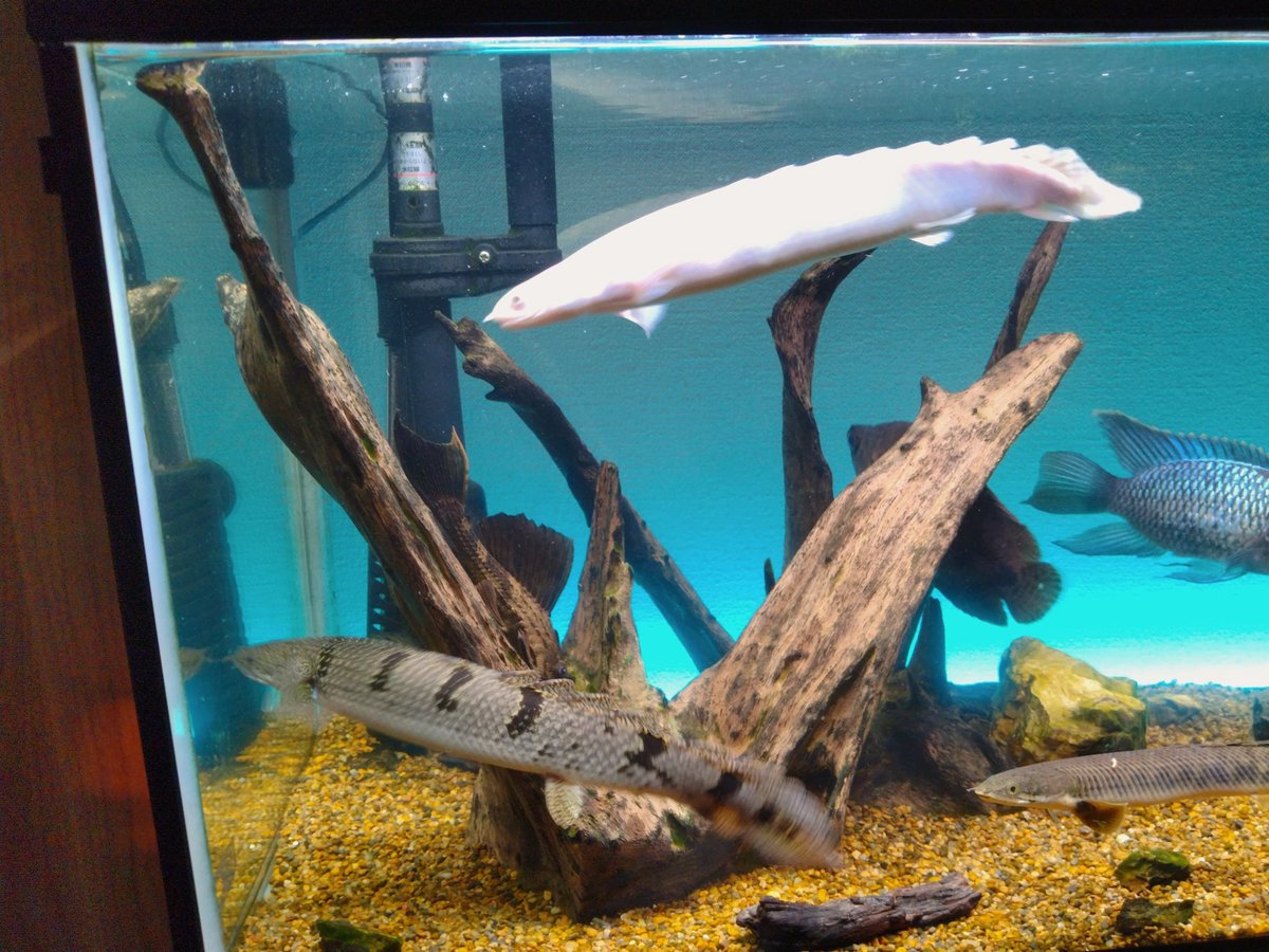 marisuke tweet media