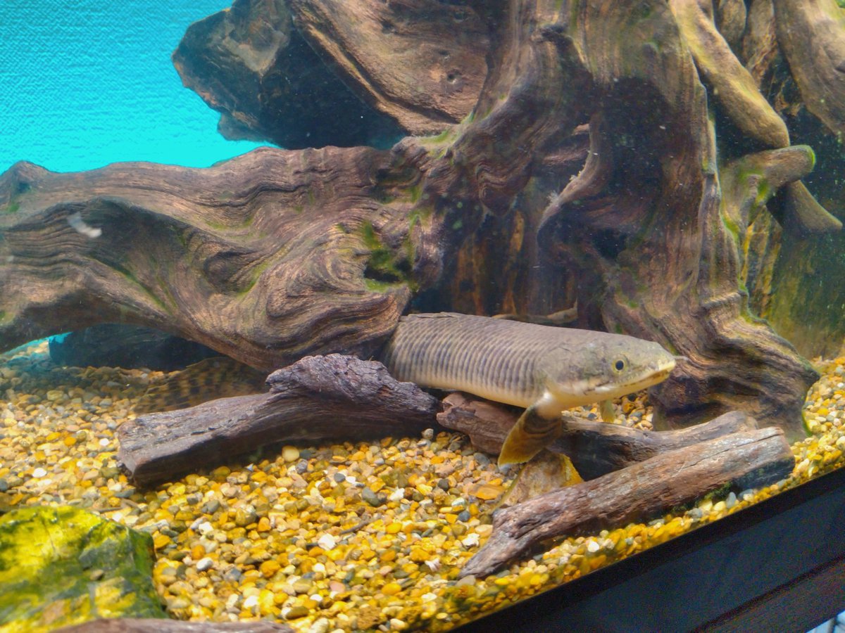 marisuke tweet media