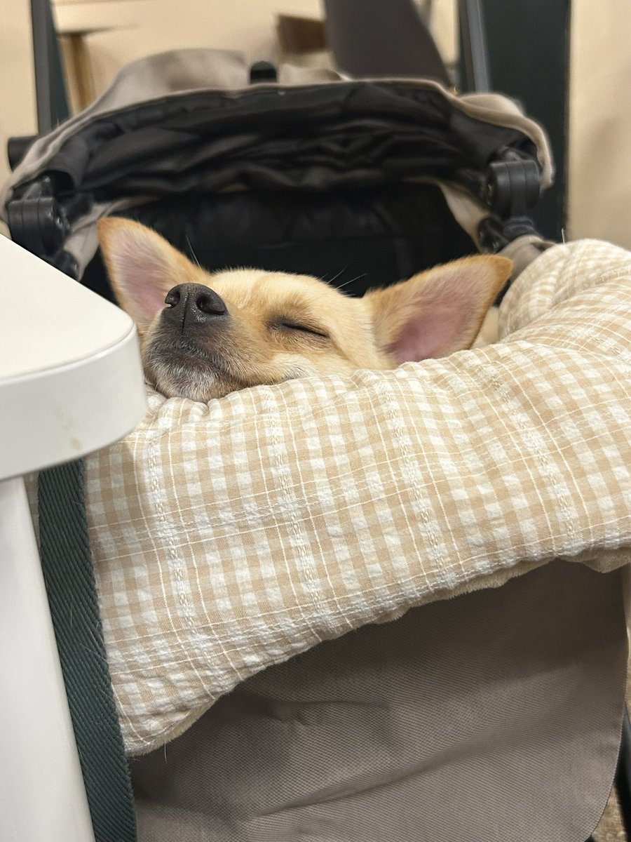 밥푸리 tweet media