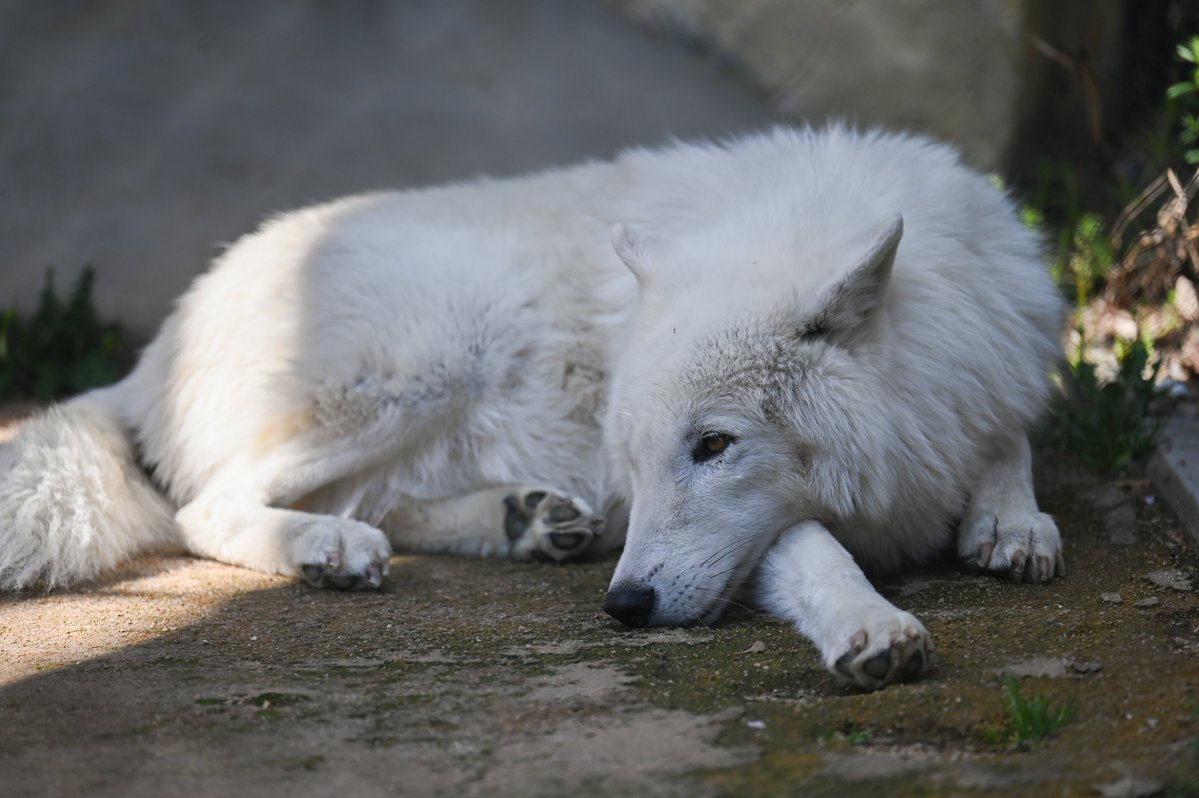 たつき🐺wolf photographer tweet media