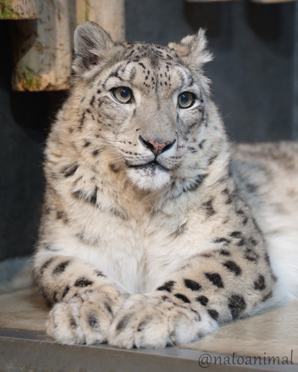 natogun🐾生き物🦊 tweet media