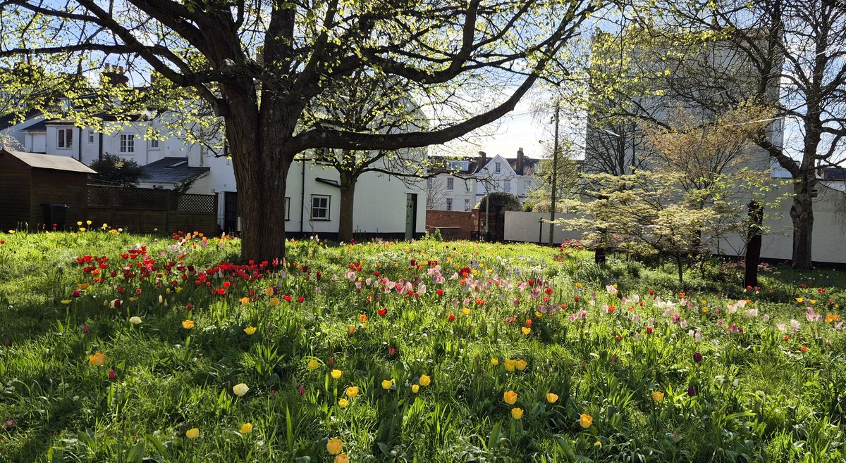 Ozymandiasdust's tweet image. Urban garden...🌼🌿🌼 #Exeter #Devon
